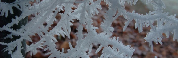 Frosted spider's web