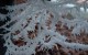 Frosted spider's web
