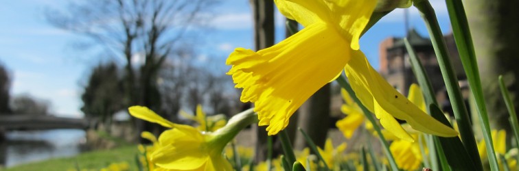 Daffodils