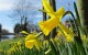 Daffodils